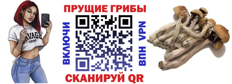 Галлюциногенные грибы Psilocybine cubensis  Кирсанов 